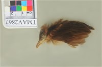 藏品(白頭翁)的圖片